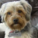 Sophie Dog Tag